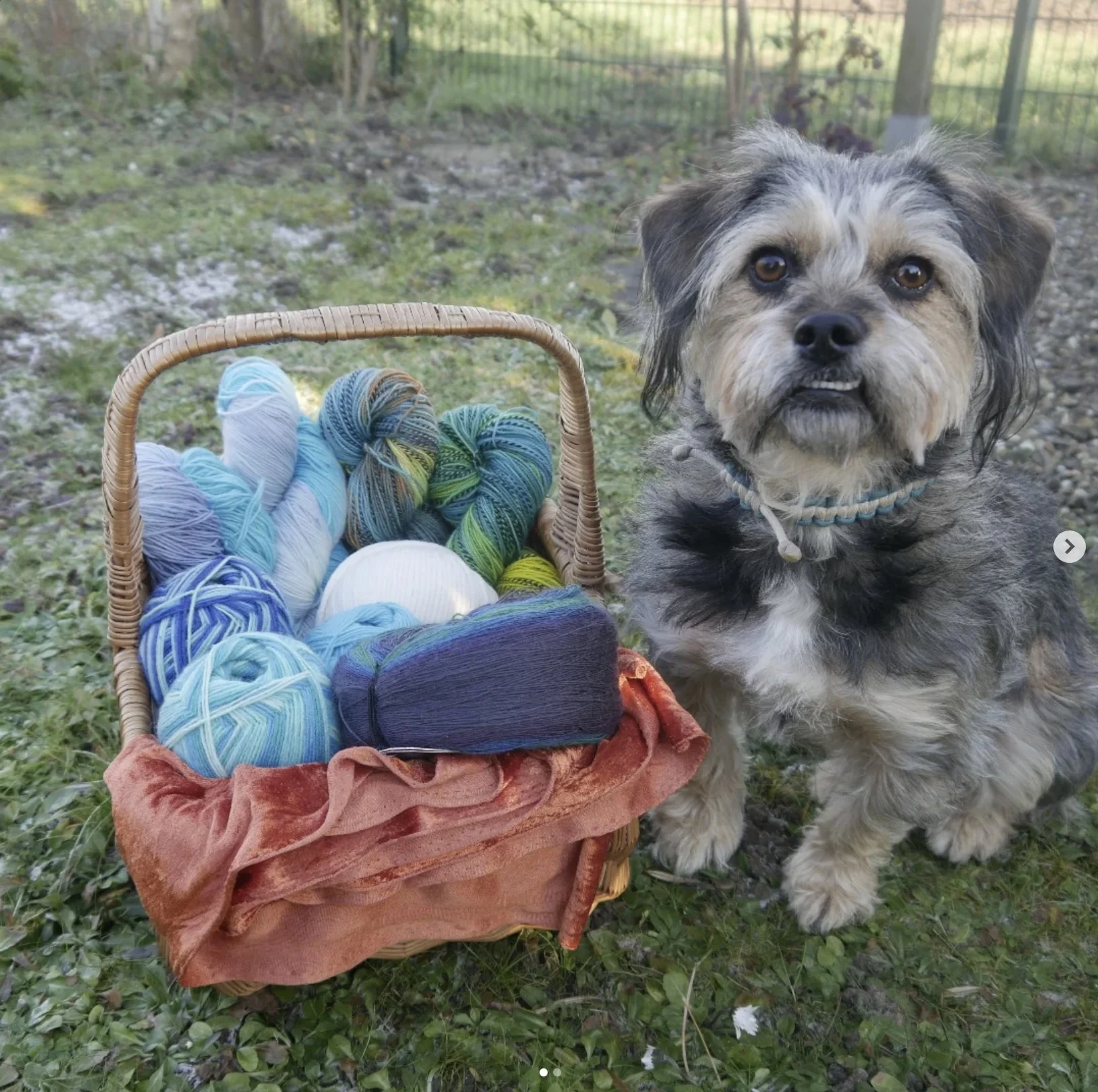 Julies Wollkörbchen - Wollkörbchen mit Hund